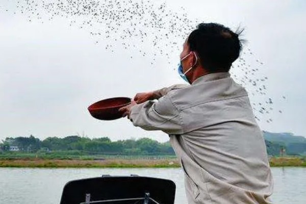 乌桕树介绍，叶片会在秋季变成火红色