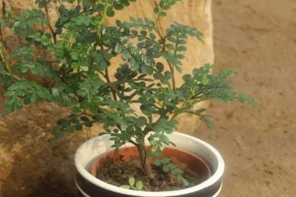 怎么养殖清香木，春秋季节每天提供3-4小时的光照