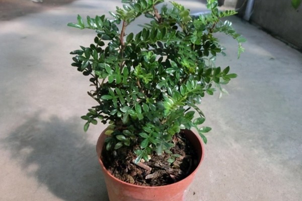 怎么养殖清香木，春秋季节每天提供3-4小时的光照