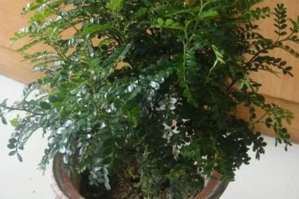 怎么养殖清香木，春秋季节每天提供3-4小时的光照