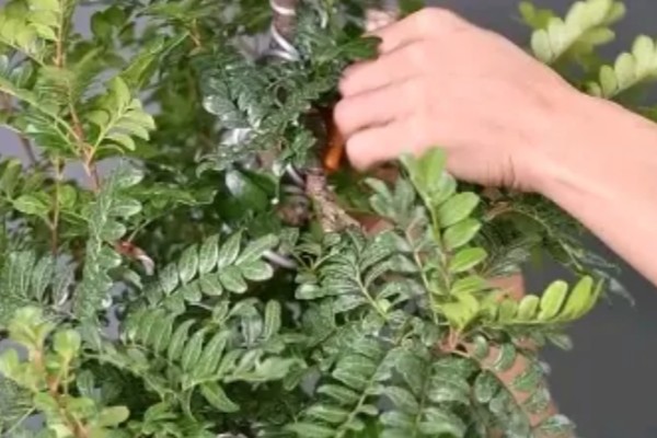 怎么养殖清香木，春秋季节每天提供3-4小时的光照