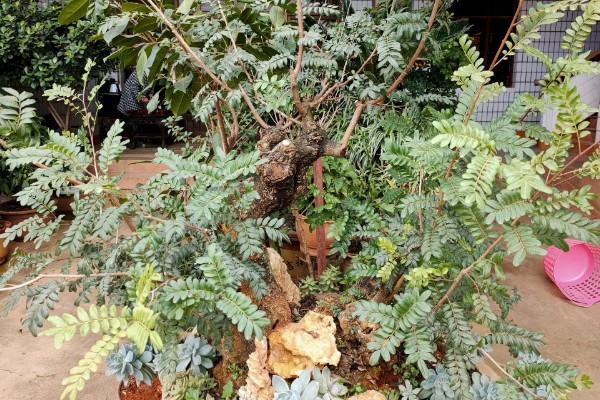 怎么养殖清香木，春秋季节每天提供3-4小时的光照