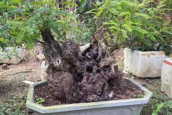 怎么养殖清香木，春秋季节每天提供3-4小时的光照