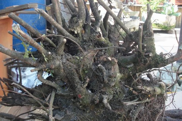 怎么养殖清香木，春秋季节每天提供3-4小时的光照