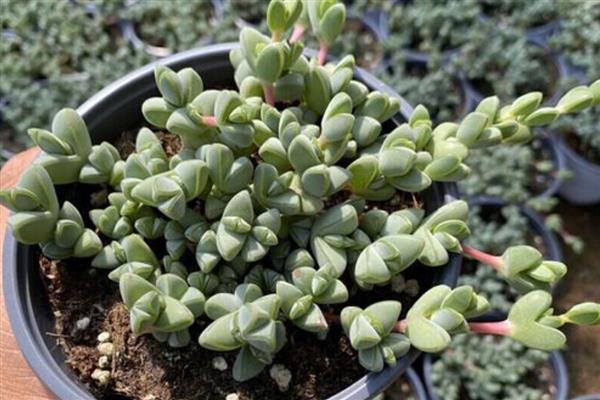 碧玉莲叶子枯了怎么解决，可增加光照并减少施肥