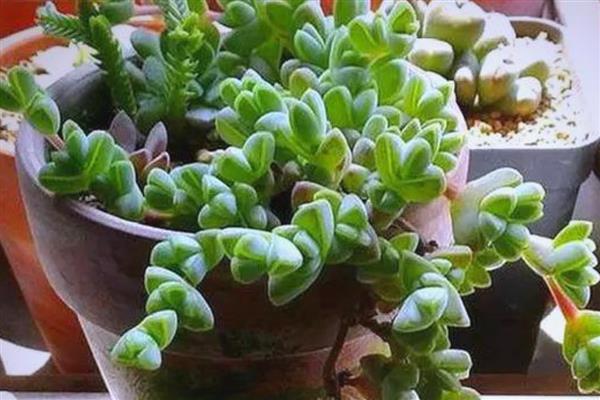 碧玉莲叶子枯了怎么解决，可增加光照并减少施肥