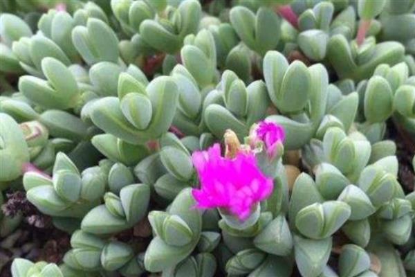 碧玉莲叶子枯了怎么解决，可增加光照并减少施肥