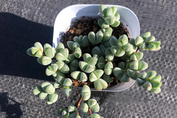 碧玉莲叶子枯了怎么解决，可增加光照并减少施肥