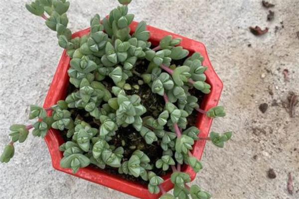 碧玉莲叶子枯了怎么解决，可增加光照并减少施肥