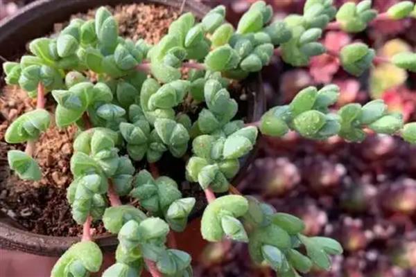 碧玉莲叶子枯了怎么解决，可增加光照并减少施肥