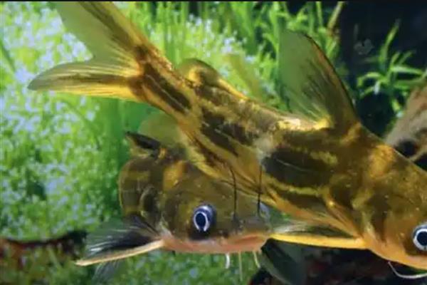 黄骨鱼和黄颡鱼的区别,黄骨鱼是黄颡鱼的俗称