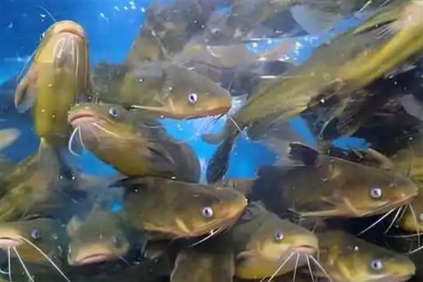 黄骨鱼和黄颡鱼的区别,黄骨鱼是黄颡鱼的俗称