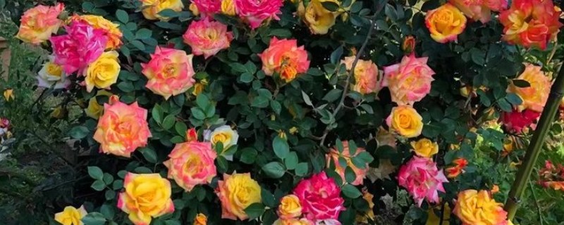 彩虹藤不受欢迎的原因，谢花后过于丑陋