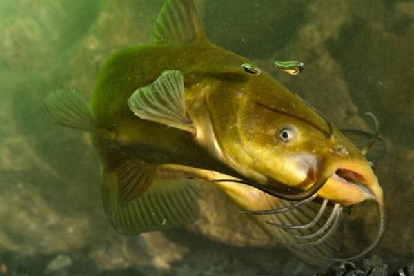 黄骨鱼和黄颡鱼的区别,黄骨鱼是黄颡鱼的俗称