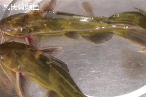 黄骨鱼和黄颡鱼的区别,黄骨鱼是黄颡鱼的俗称