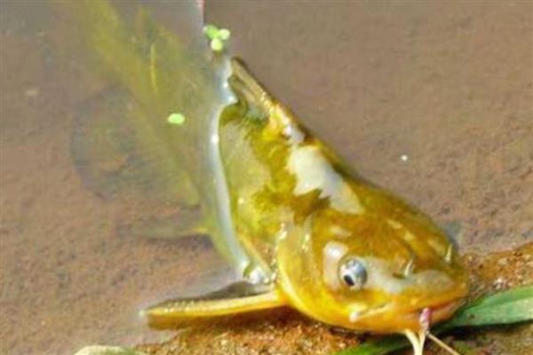 黄骨鱼和黄颡鱼的区别,黄骨鱼是黄颡鱼的俗称