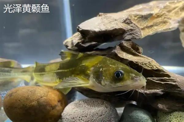 黄骨鱼和黄颡鱼的区别,黄骨鱼是黄颡鱼的俗称