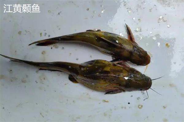 黄骨鱼和黄颡鱼的区别,黄骨鱼是黄颡鱼的俗称