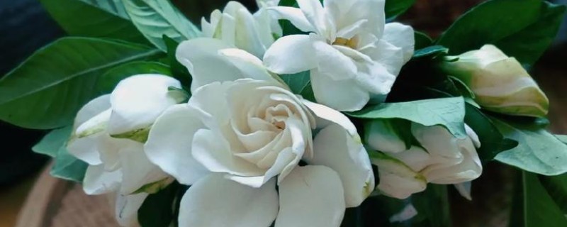 栀子花叶子不绿怎么办，可以给植物施氮肥