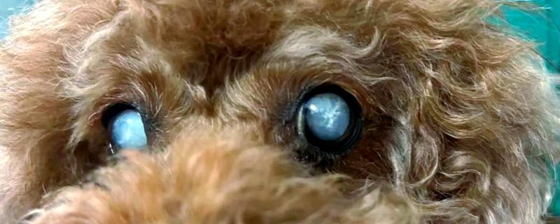 狗狗白内障过多久会失明，白膜覆盖整个瞳孔就会失去视力