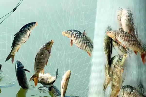 渔网的捕鱼原理,铅球在水中竖直向下将网合拢