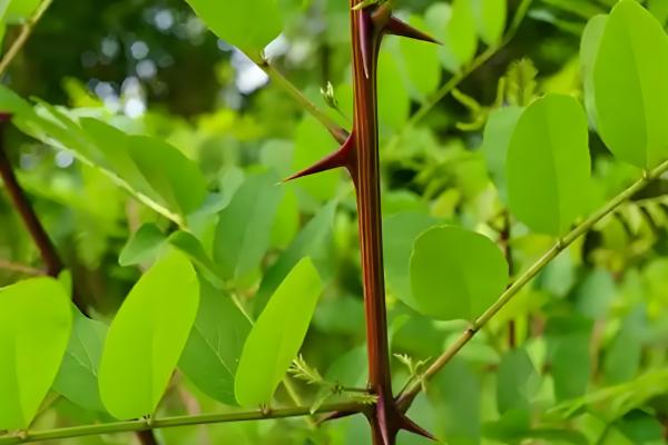 哪些植物耐盐碱，常见刺槐、紫穗槐等品种