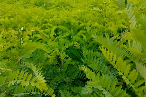 哪些植物耐盐碱，常见刺槐、紫穗槐等品种