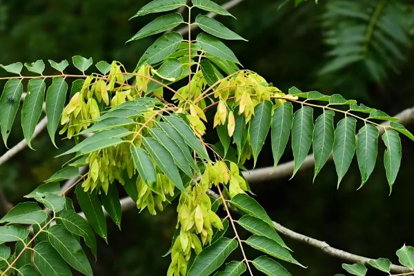 哪些植物耐盐碱，常见刺槐、紫穗槐等品种