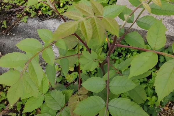 哪些植物耐盐碱，常见刺槐、紫穗槐等品种