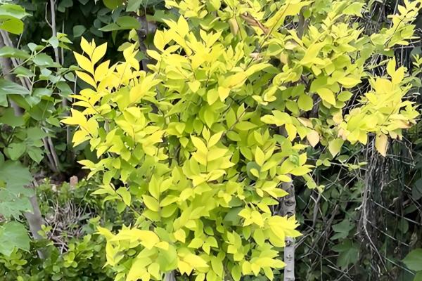 哪些植物耐盐碱，常见刺槐、紫穗槐等品种