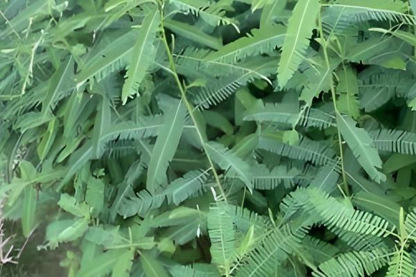 哪些植物耐盐碱，常见刺槐、紫穗槐等品种