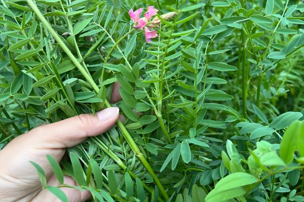 哪些植物耐盐碱，常见刺槐、紫穗槐等品种