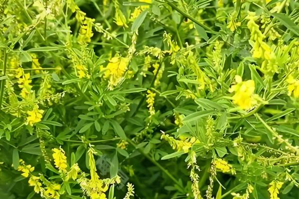 哪些植物耐盐碱，常见刺槐、紫穗槐等品种