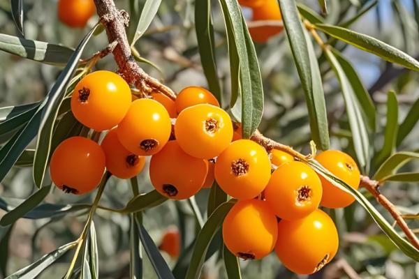 哪些植物耐盐碱，常见刺槐、紫穗槐等品种