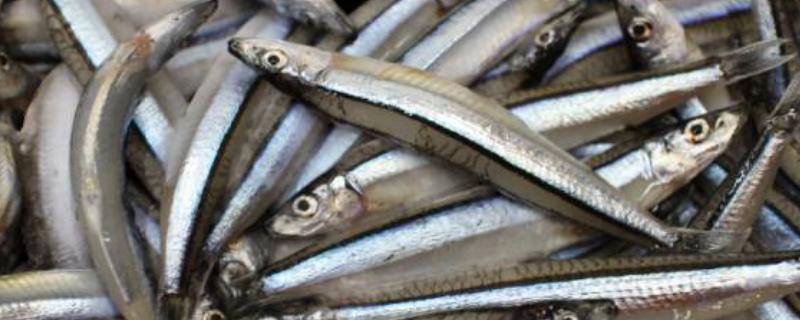 丁香鱼简介，是日本鳀鱼的幼体鱼苗