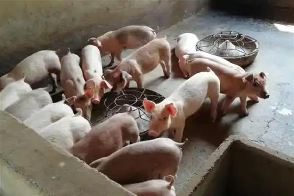 育肥猪怎么搭配饲料，用玉米、麸皮等材料配制