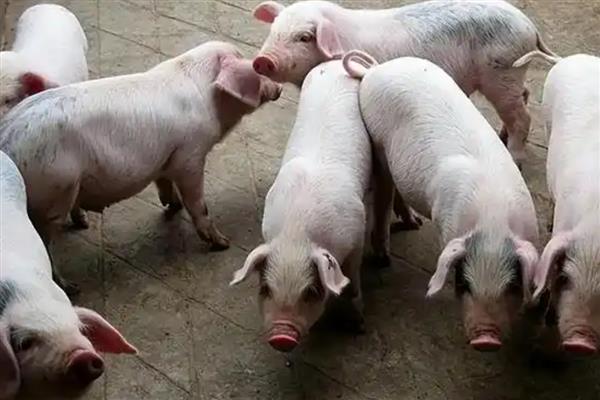 育肥猪怎么搭配饲料，用玉米、麸皮等材料配制