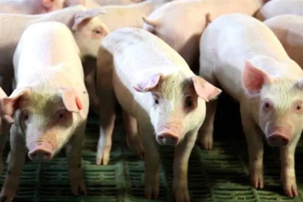 育肥猪怎么搭配饲料，用玉米、麸皮等材料配制