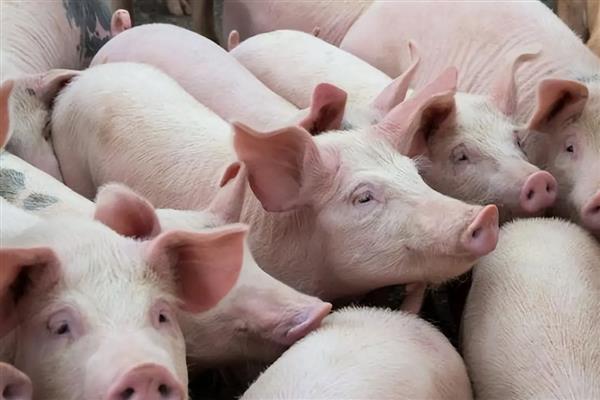 育肥猪怎么搭配饲料，用玉米、麸皮等材料配制