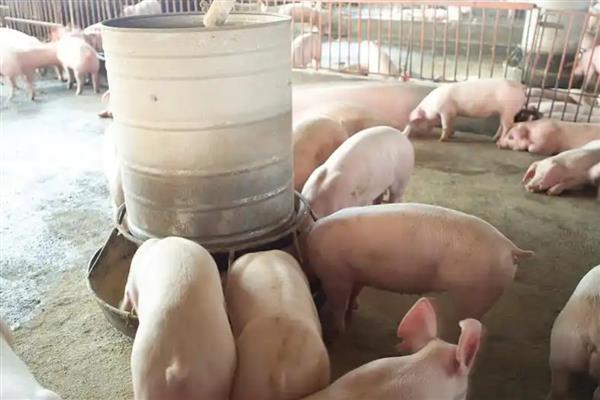 育肥猪怎么搭配饲料，用玉米、麸皮等材料配制