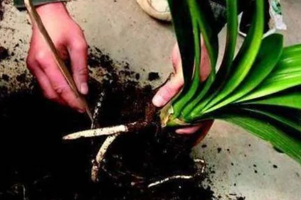 君子兰的根能不能种植，细心养护便可生长