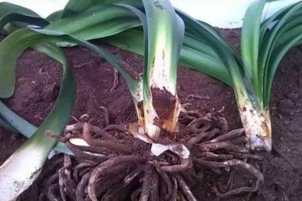 君子兰的根能不能种植，细心养护便可生长