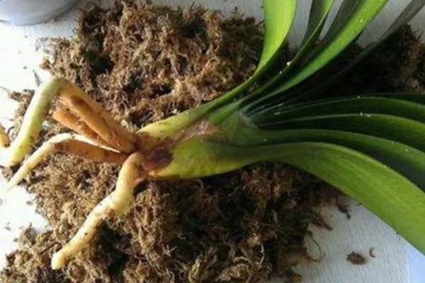 君子兰的根能不能种植，细心养护便可生长