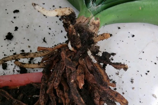 君子兰的根能不能种植，细心养护便可生长