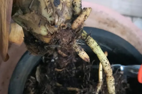 君子兰的根能不能种植，细心养护便可生长