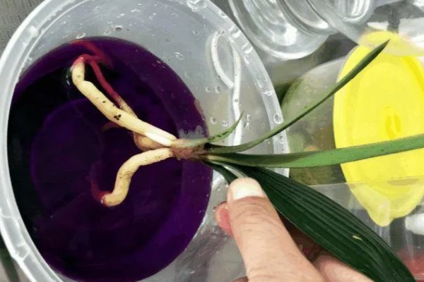 君子兰的根能不能种植，细心养护便可生长