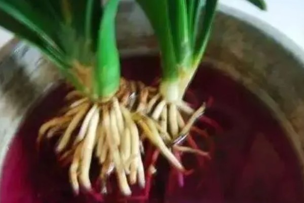 君子兰的根能不能种植，细心养护便可生长