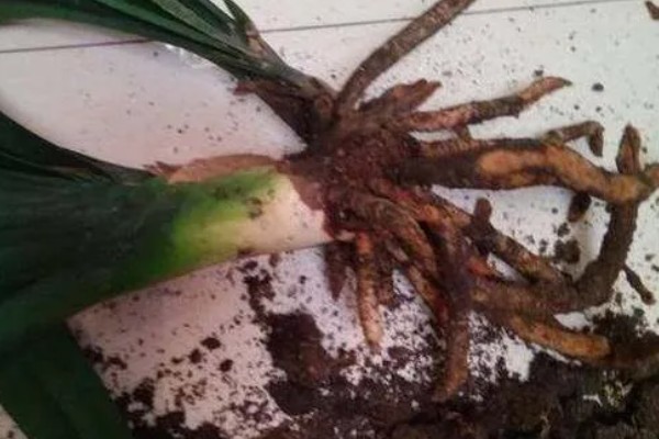 君子兰的根能不能种植，细心养护便可生长