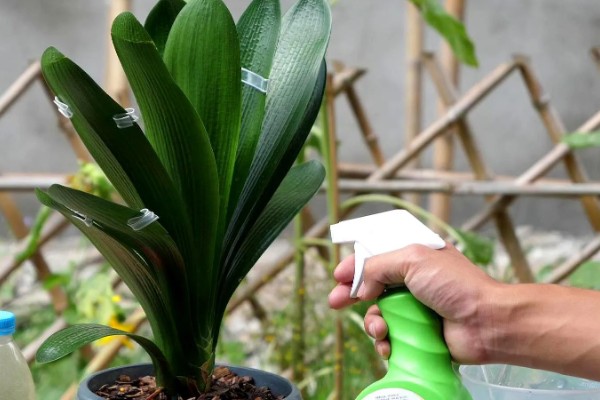 君子兰的根能不能种植，细心养护便可生长