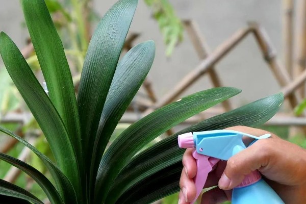 君子兰的根能不能种植，细心养护便可生长